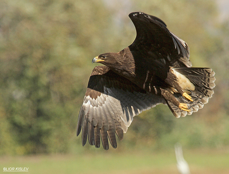                    Greater Spotted Eagle   Aquila clanga ,Hula valley,Israel, November  2011 Lior Kislev     